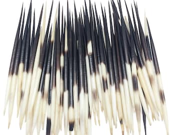 May include: A collection of approximately 50 black and white porcupine quills. The quills are sharp and pointed, with a white base and a black tip.