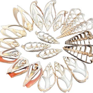 May include: A collection of various cut seashells arranged in a circular pattern. The shells feature intricate, open-work designs revealing their internal spiral structures, with natural color variations ranging from creamy white to tan and orange.