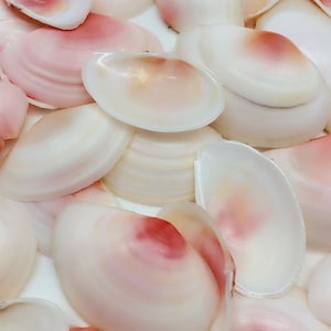 May include: A collection of small, delicate seashells with a pink and white color scheme. The shells are smooth and have a slightly iridescent sheen.