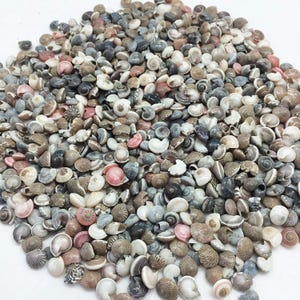 May include: A pile of small, assorted seashells in shades of white, pink, gray, and brown. The shells vary in shape and size, with visible spiral and textured patterns. The collection appears to be a mix of different species.