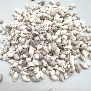 May include: A pile of various seashells in shades of white, cream, and gray. The shells vary in size and shape, with spiral and conical forms. Some shells have textured surfaces, while others are smooth.