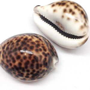May include: Two polished seashells with a speckled pattern in shades of brown and tan. One shell is open, revealing a white interior with a toothed edge. The other shell is closed, showcasing the speckled exterior.