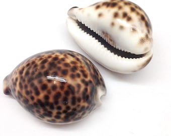 ヴィンテージ Cypraea Tigris タイガータカラガイ 貝殻 カタツムリ 3
