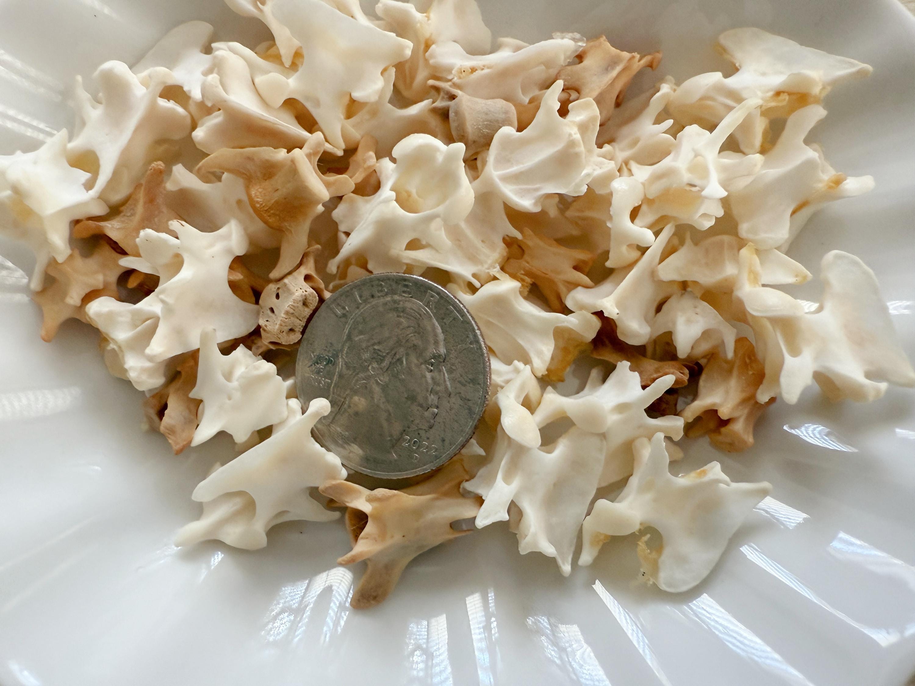 Small Bone Craft Natural Mink Vertebrae Bones Mink Skeleton for Crafts ...