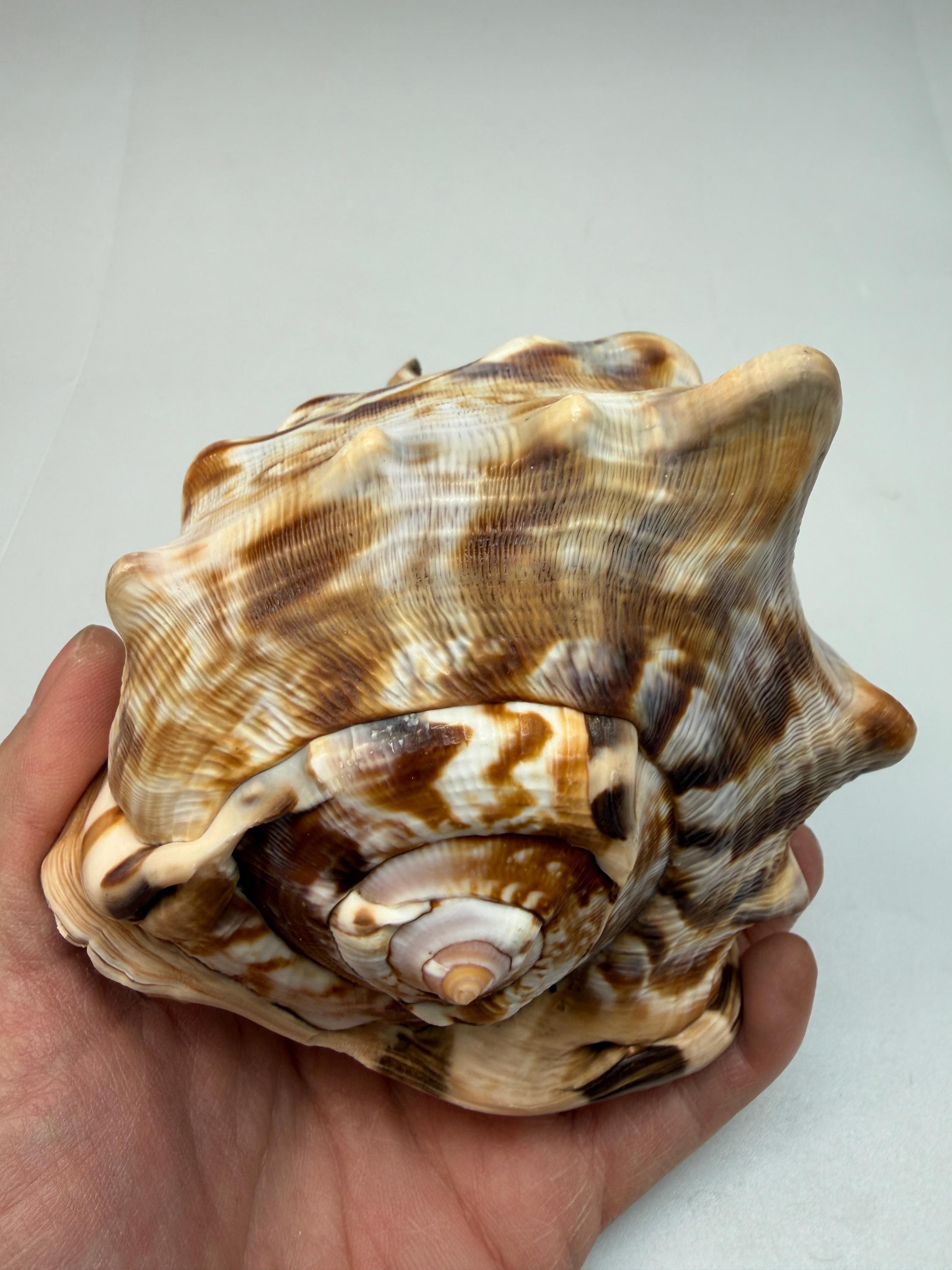 King Helmet Shell Giant 6