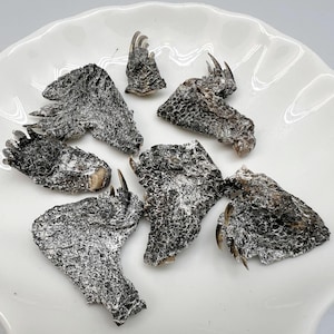May include: A collection of dark, textured objects with claw-like protrusions, possibly claws or talons, are arranged on a white, scalloped plate. The objects have a mottled appearance, with a dusting of a white substance.