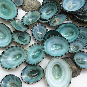 May include: A collection of iridescent, teal-colored seashells with dark edges. The shells are oval-shaped and arranged on a white surface. Some shells have a darker, textured exterior.