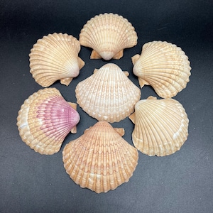 Puede incluir: Siete conchas de vieira dispuestas en un patrón circular. Las conchas tienen una textura acanalada y una gama de colores, incluyendo beige, marrón claro y un toque de púrpura. Sobre un fondo oscuro.