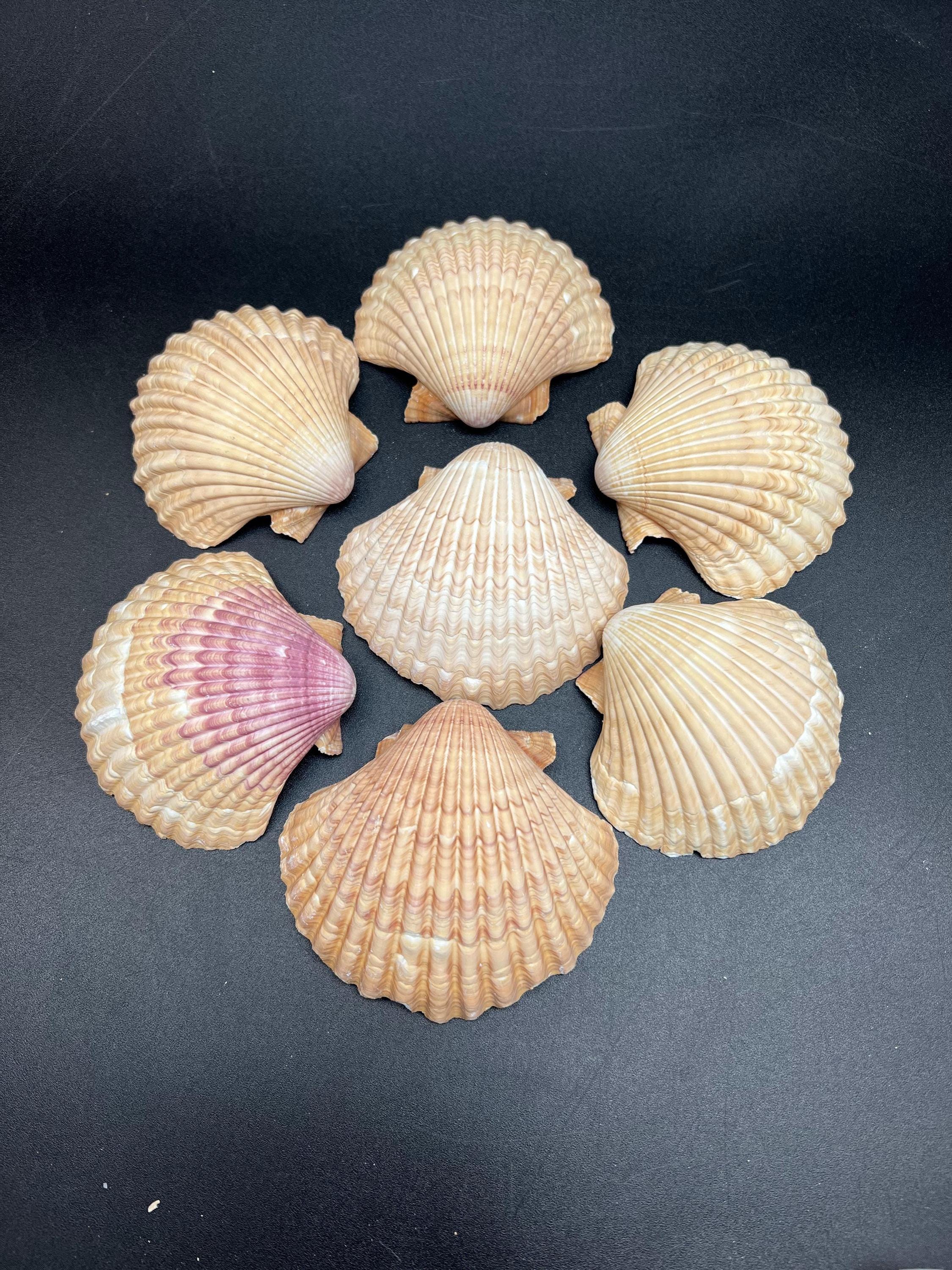 Mexican Deep Scallop Sea Shells: 2.5-3 Inch, 10PC Shellcraft Supplies ...