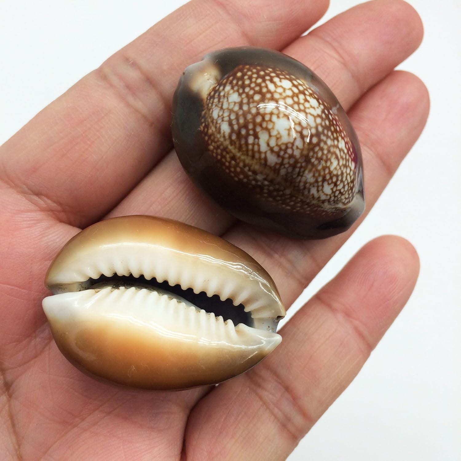 12 Serpent's Head Cowrie Shells: Natural Seashells (3/4 Inch ~ 1-1/4 ...
