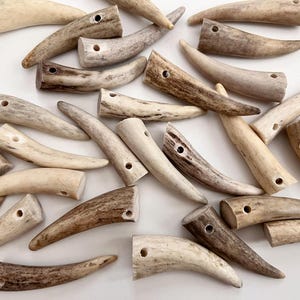 May include: A collection of natural, cut antler pieces in varying shades of cream and brown. Each piece has a drilled hole near the cut end. The antlers are arranged on a white surface, showcasing their unique shapes and textures.