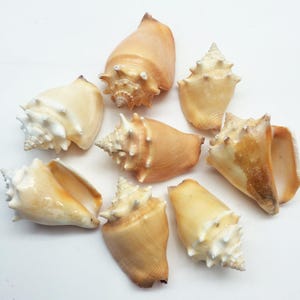 May include: An assortment of eight seashells in different shapes and sizes. The shells vary in colour, from creamy white to warm tan and brown. Some shells have spiky features, while others have smooth surfaces. The arrangement is on a white background.