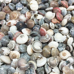 May include: A collection of various seashells in shades of white, gray, brown, and pink. The shells vary in size and shape, with spiral and rounded forms. Some shells have textured surfaces, while others are smooth.