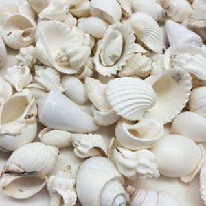 May include: A collection of white seashells of various shapes and sizes. The shells are smooth and polished, with a natural, organic texture.