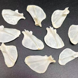 2pc Real Fox Fan Bone Natural Small Bones For Bone Crafts, Fox Animal Small Bone Crafts