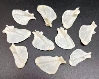 2pc Real Fox Fan Bone Natural Small Bones For Bone Crafts, Fox Animal Small Bone Crafts