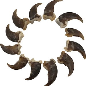 May include: A collection of 12 bear claws, each with a unique shape and size. The claws are a natural brown color and have a smooth, polished finish.