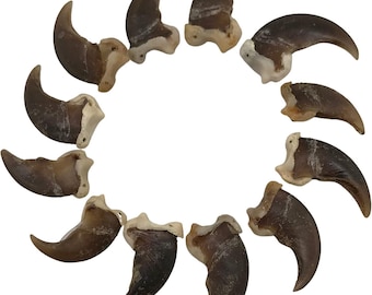 Puede incluir: Una colección de 12 garras de oso, cada una con una forma y un tamaño únicos. Las garras son de color marrón natural y tienen un acabado liso y pulido.