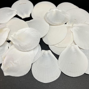 May include: A collection of white seashells of various shapes and sizes. Some shells are fan-shaped, while others are round or oval. The shells have a smooth, glossy surface and are arranged on a dark background.