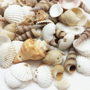 May include: A collection of various seashells in shades of white, cream, and brown. The assortment includes conch shells, spiral shells, and flat, fan-shaped shells. The shells vary in size and texture, creating a natural, coastal theme.