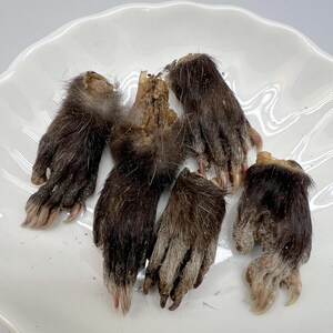 May include: A collection of dried animal paws, featuring dark brown fur and visible claws. The paws are arranged on a white, scalloped-edge plate. The fur color varies from dark brown to lighter shades.