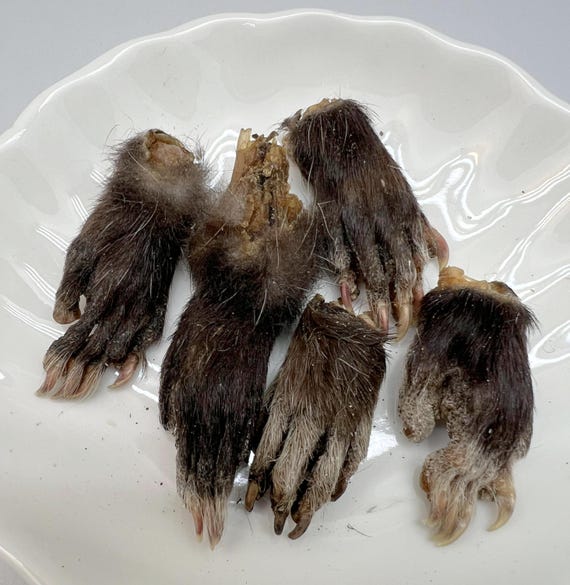 1PC North American Opossum Feet – Borax Cured straight length Leg Claw Taxidermy Craft-Ready Specimen Oddities Curiosity