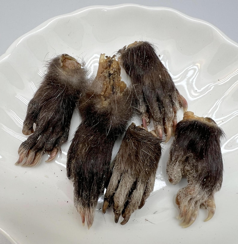 May include: A collection of dried animal paws, featuring dark brown fur and visible claws. The paws are arranged on a white, scalloped-edge plate. The fur color varies from dark brown to lighter shades.