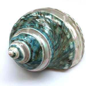 May include: A large, iridescent seashell with a spiral shape. The shell features a blend of teal, white, and brown hues, with a pearlescent sheen. The shell's surface has a textured appearance, and the overall design is natural and organic.