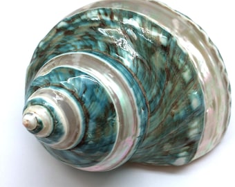 Banded Jade Turbo Sea Shell: Large Hermit Crab Supplies (4-5 Inch)