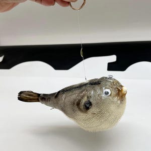 May include: A preserved pufferfish with a light beige body and dark gray markings. The fish has googly eyes and a small mouth. A thin wire is attached to the fish, held by a gold ring.