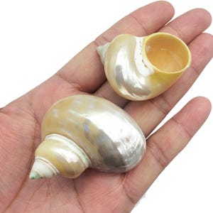 May include: Two pearlescent, cream-colored seashells with a spiral design. The shells have a smooth, glossy surface and a natural, organic shape. One shell is open, revealing a yellow interior.