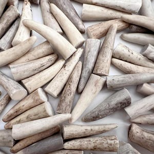 Puede incluir: Una colección de puntas de cuerno naturales, de color blanquecino y marrón claro. Los extremos cortados son visibles, y los cuernos varían en tamaño y forma. La disposición es dispersa, con algunas superposiciones.