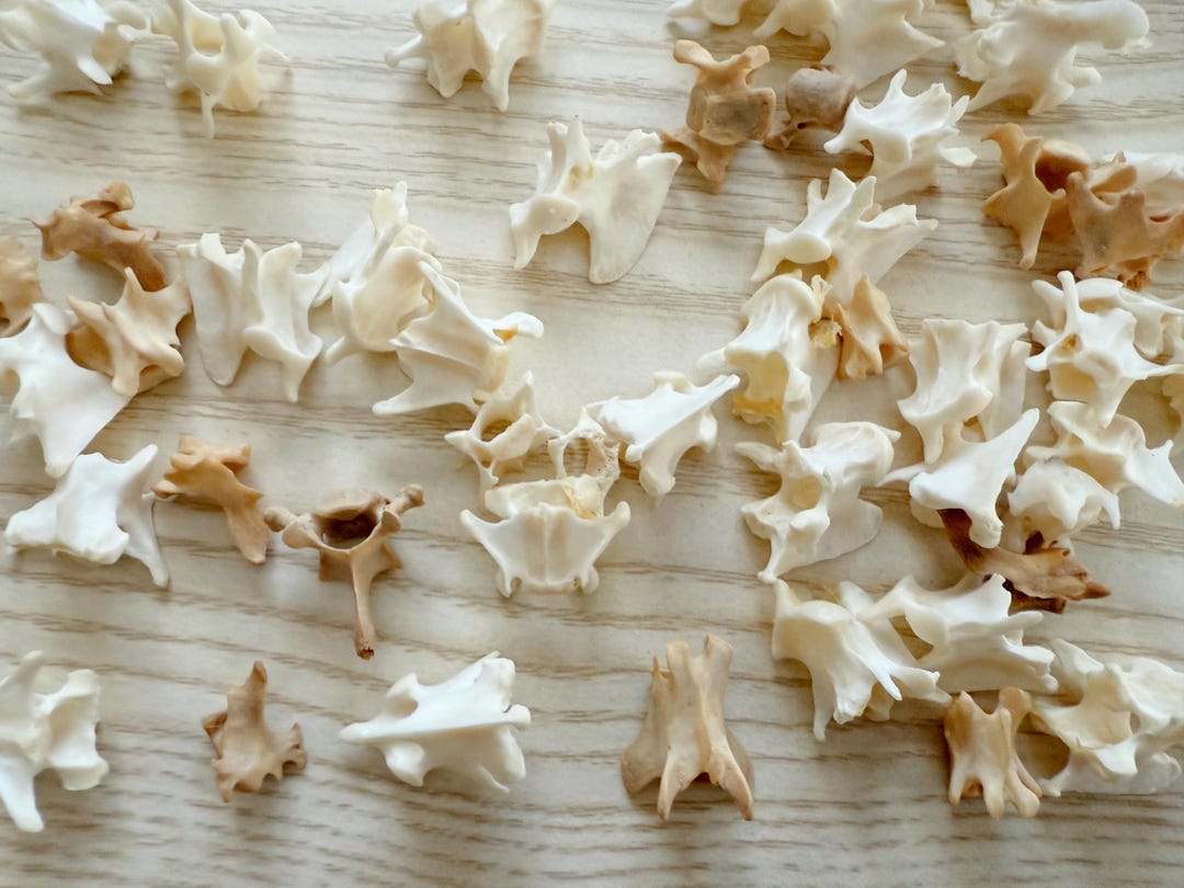 Small Bone Craft Natural Mink Vertebrae Bones Mink Skeleton for Crafts ...