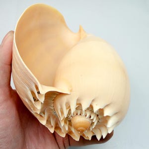 Puede incluir: Una concha de nautilus grande, de color crema, con forma de espiral y una intrincada estructura interna. El exterior de la concha tiene un aspecto liso y pulido, mientras que el interior revela un diseño complejo y en capas. La concha se sostiene en una mano.