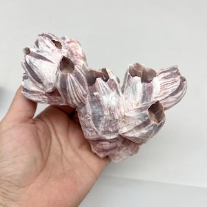 May include: A cluster of barnacles with a textured, layered appearance. The shells display a mix of white, gray, and purple hues. The barnacles are held in a hand against a plain white background, showcasing their natural form.