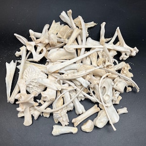 May include: A pile of assorted, off-white animal bones against a black background. The bones vary in size and shape, including long, thin pieces, rounded segments, and more complex structures. The collection appears to be a mix of different animal skeletal parts.
