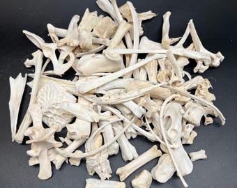 10pc Assorted Natural Small Bones For Bone Crafts 1/4" ~ 6"