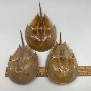 Peut inclure: Trois carapaces de crabes fer à cheval bruns sont disposées sur une surface blanche. Les carapaces ont une forme arrondie avec une longue queue pointue et un bord épineux. Une règle est placée près des carapaces.