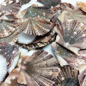 May include: A collection of natural scallop shells in various shades of brown, tan, and white. The shells have a fan-like ribbed texture, with some showing hints of green and purple. The arrangement is close-up, highlighting the intricate details.