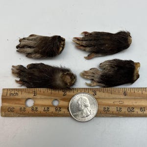 May include: Four small, dark brown animal paws with visible claws are arranged on a white surface. A wooden ruler with inch markings and a US quarter coin are placed nearby for size reference. The paws have fur and appear to be dried.