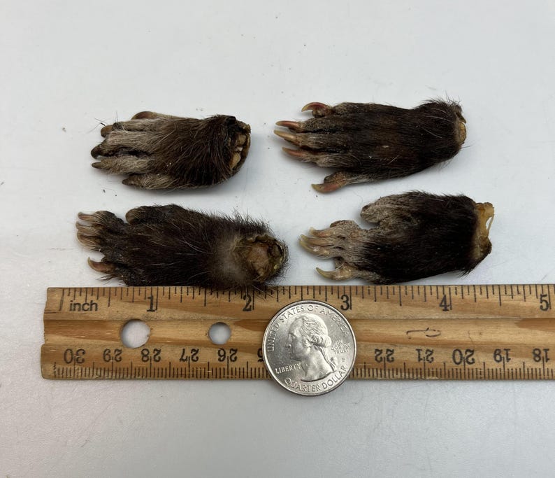 May include: Four small, dark brown animal paws with visible claws are arranged on a white surface. A wooden ruler with inch markings and a US quarter coin are placed nearby for size reference. The paws have fur and appear to be dried.