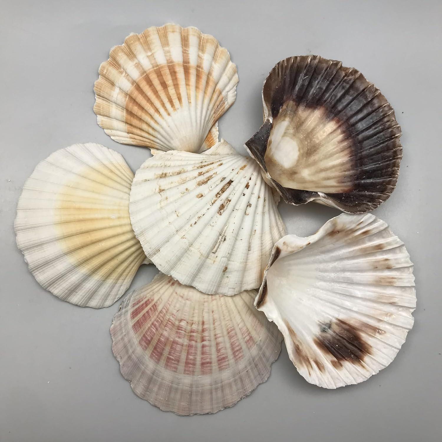 Large Brown Scallop Sea Shells: Irish Baking Shells, Shellcraft Supply ...