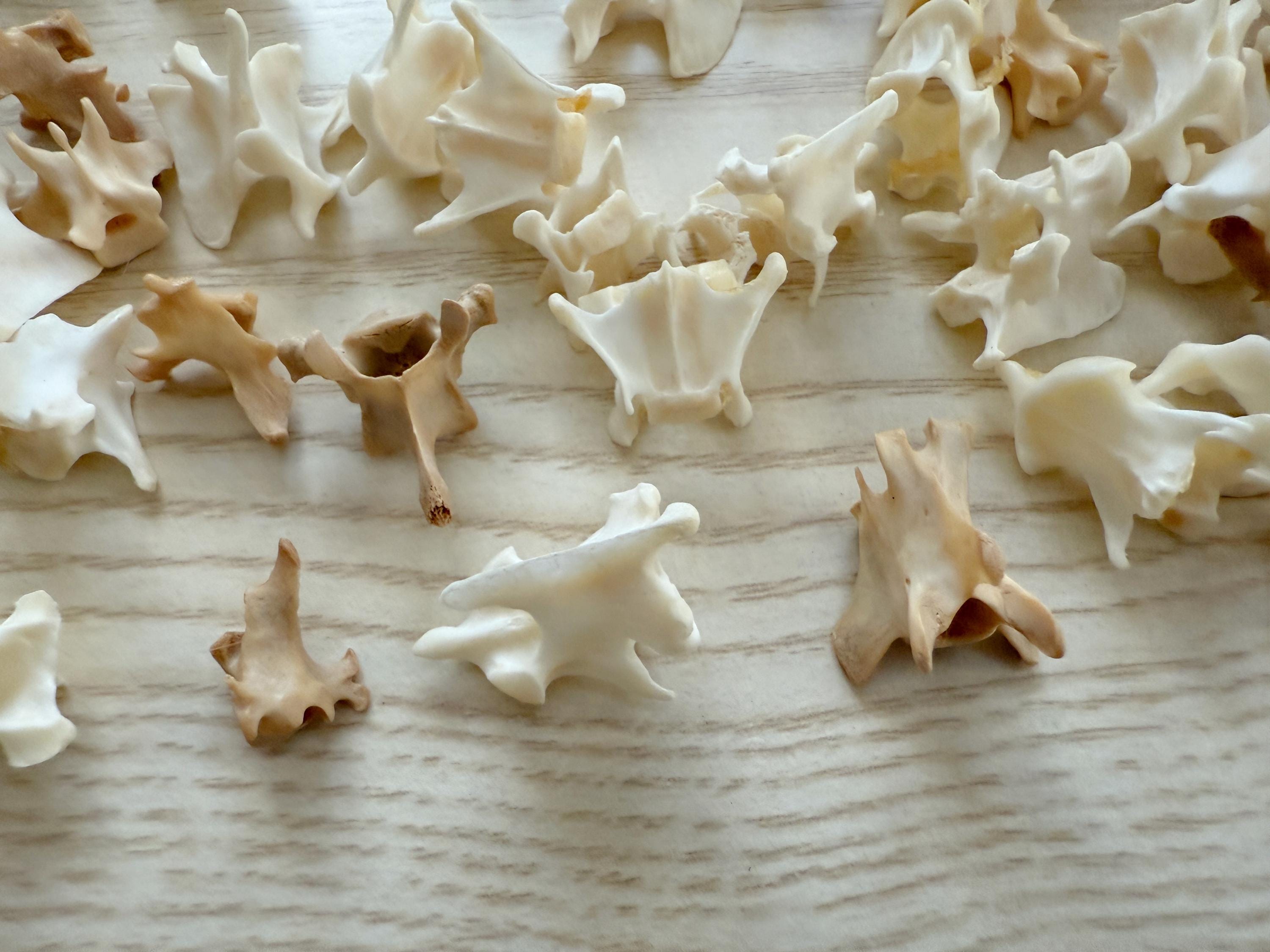 Small Bone Craft Natural Mink Vertebrae Bones Mink Skeleton for Crafts ...