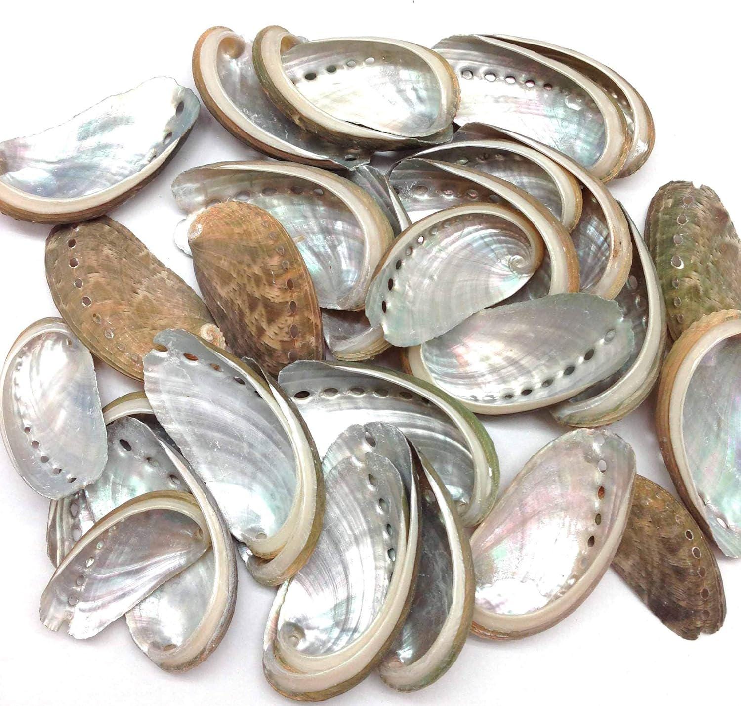 30 PC Natural Green Donkey Ear Abalone Sea Shells, 1-1/2 Inch ~ 2 Inch ...
