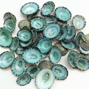 May include: A collection of blue and green abalone shells with a black rim. The shells are smooth and shiny, and they are arranged in a pile.