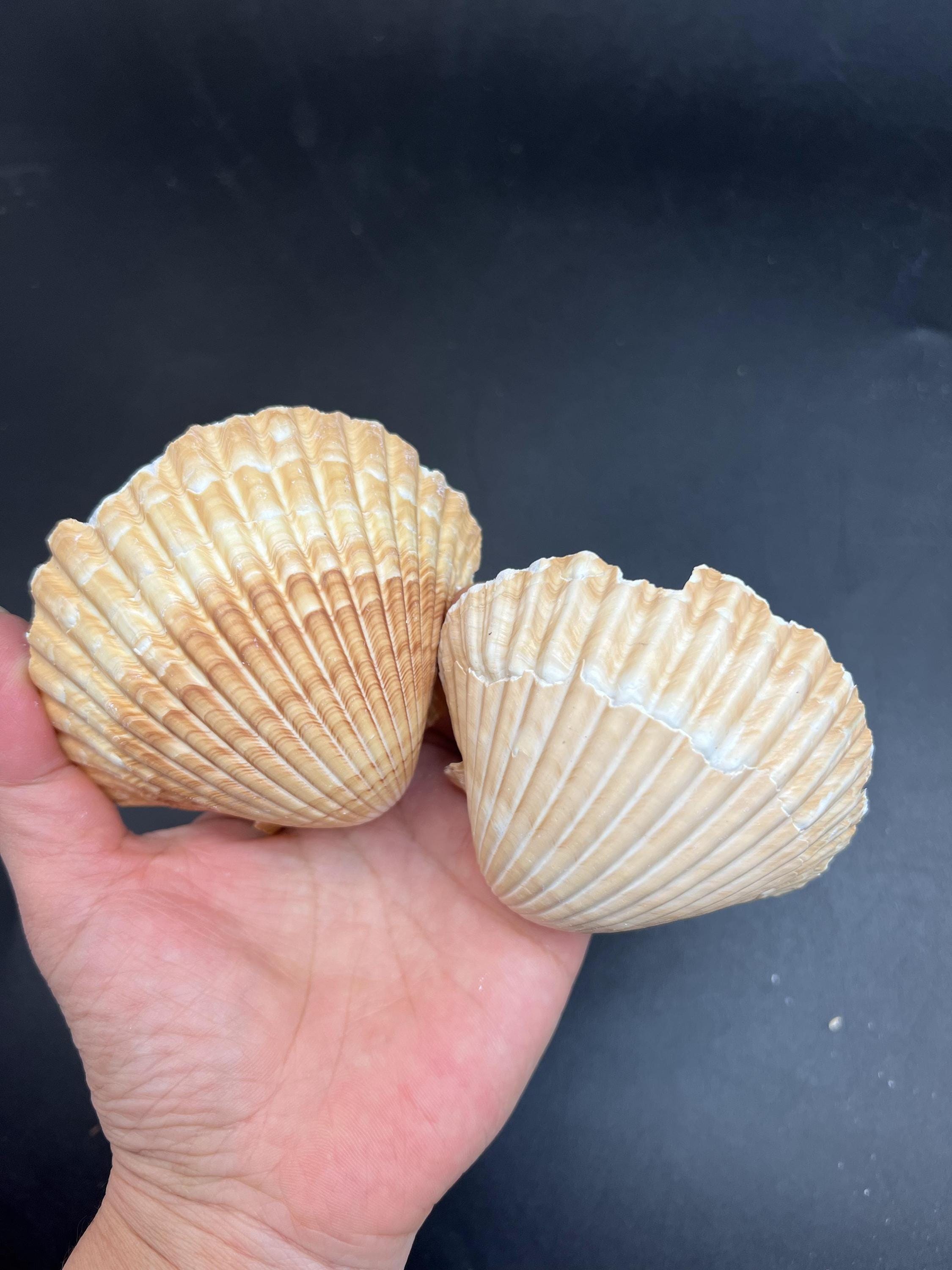 Mexican Deep Scallop Sea Shells: 2.5-3 Inch, 10PC Shellcraft Supplies ...
