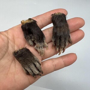 May include: Three preserved animal paws with dark brown fur and long, curved claws. The paws are held in a hand against a white background. The claws are a light tan color.