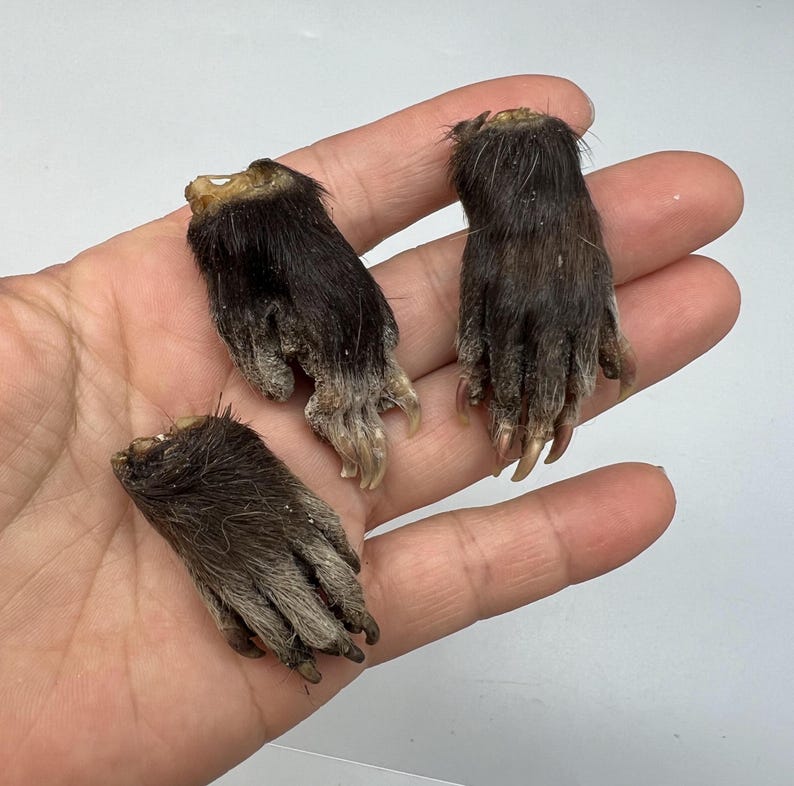 May include: Three preserved animal paws with dark brown fur and long, curved claws. The paws are held in a hand against a white background. The claws are a light tan color.