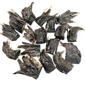 May include: A collection of dark brown crocodile feet with sharp, light-coloured claws. The feet have a textured, scaly appearance and are arranged against a white background. The image showcases a variety of sizes and poses of the feet.