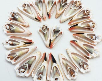 May include: A collection of seashells arranged in a circular pattern. The shells are primarily white with brown, black, and pink accents. The shells have a unique, open shape, and are displayed against a white background.